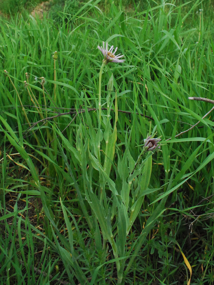 Изображение особи Tragopogon malikus.