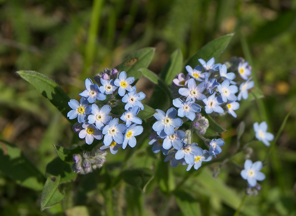 Image of Myosotis arvensis specimen.