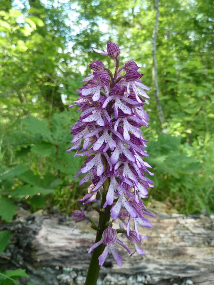 Image of Orchis purpurea ssp. caucasica specimen.