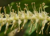 Salix fragilis var. sphaerica