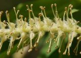 Salix fragilis разновидность sphaerica. Часть увядающего мужского соцветия. Санкт-Петербург. 26 мая 2009 г.