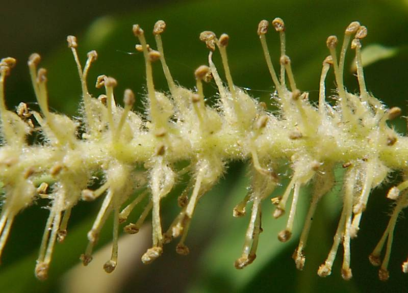 Изображение особи Salix fragilis var. sphaerica.