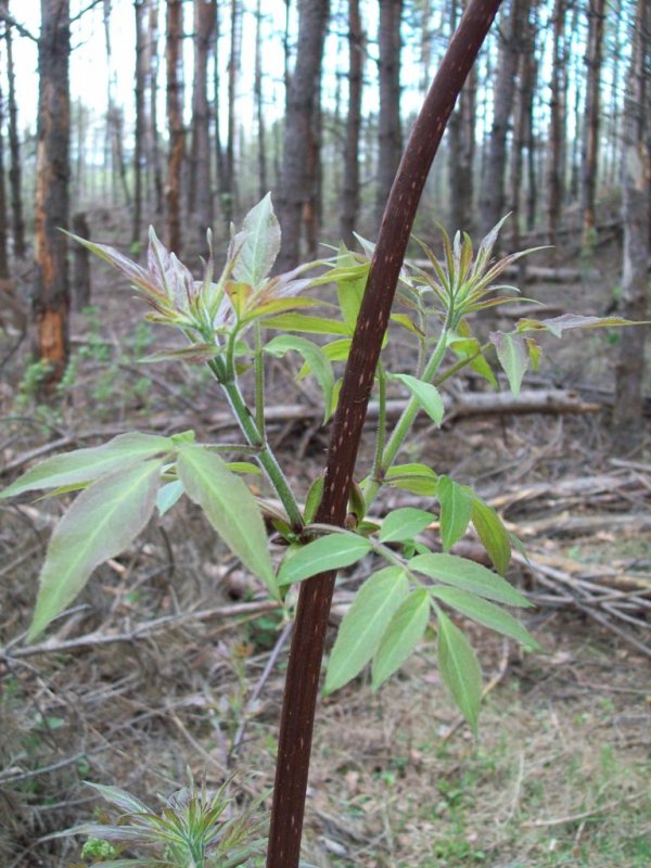 Image of Sambucus sibirica specimen.