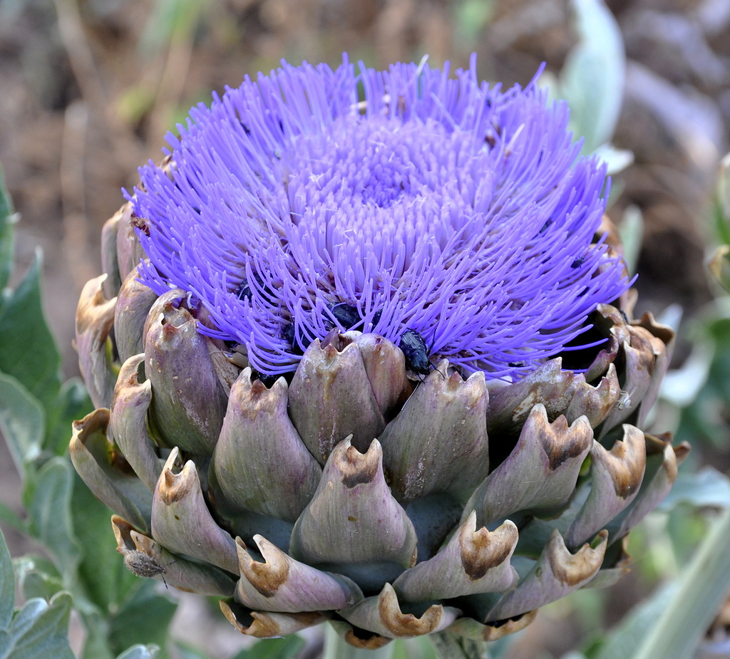 Изображение особи Cynara scolymus.