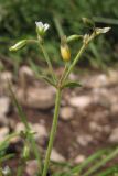 Cerastium holosteoides. Верхушка побега с бутонами, цветком и плодом. Горный Крым, южный склон Демерджи. 7 июня 2013 г.
