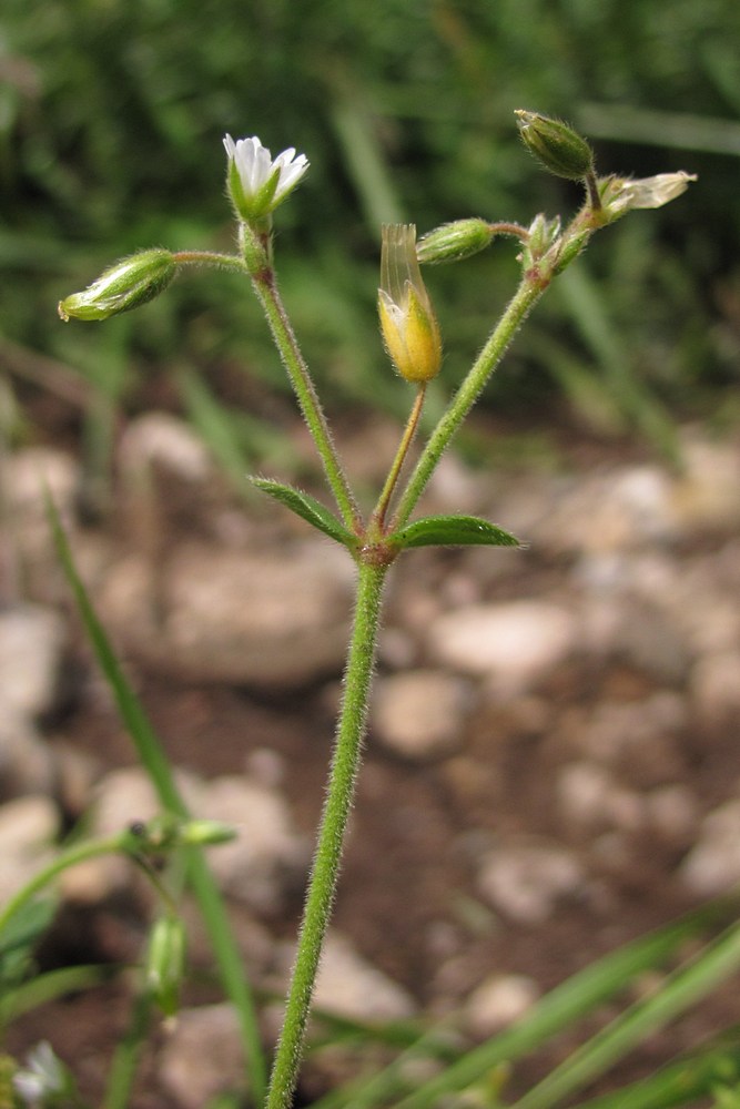 Image of Cerastium holosteoides specimen.