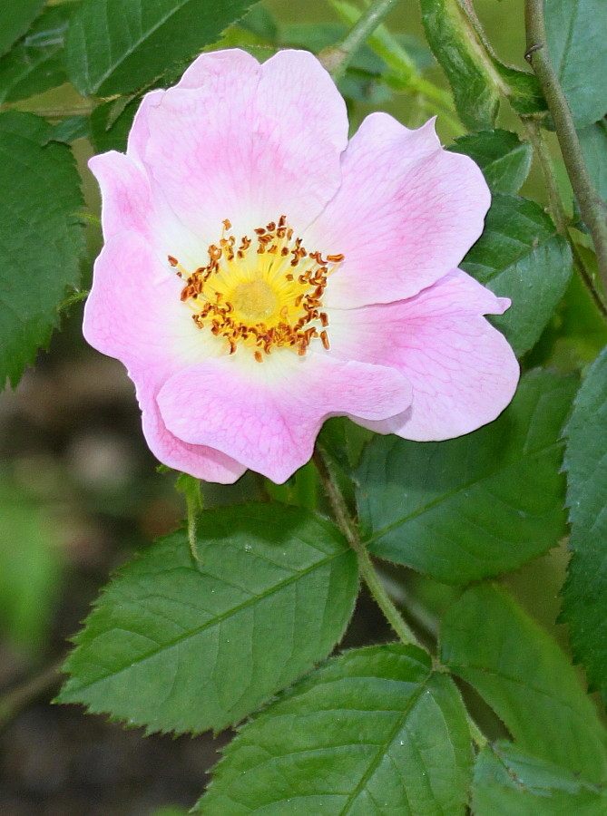 Image of Rosa marginata specimen.