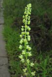 Reseda lutea. Соцветие. Крым, Белогорский р-н, окр. с. Земляничное, у дороги. 23 июня 2013 г.