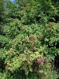 Sambucus nigra