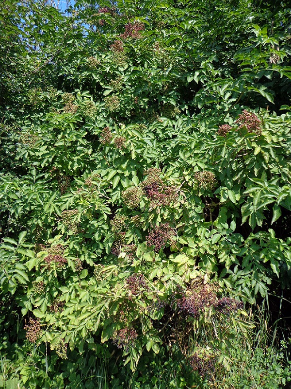 Изображение особи Sambucus nigra.