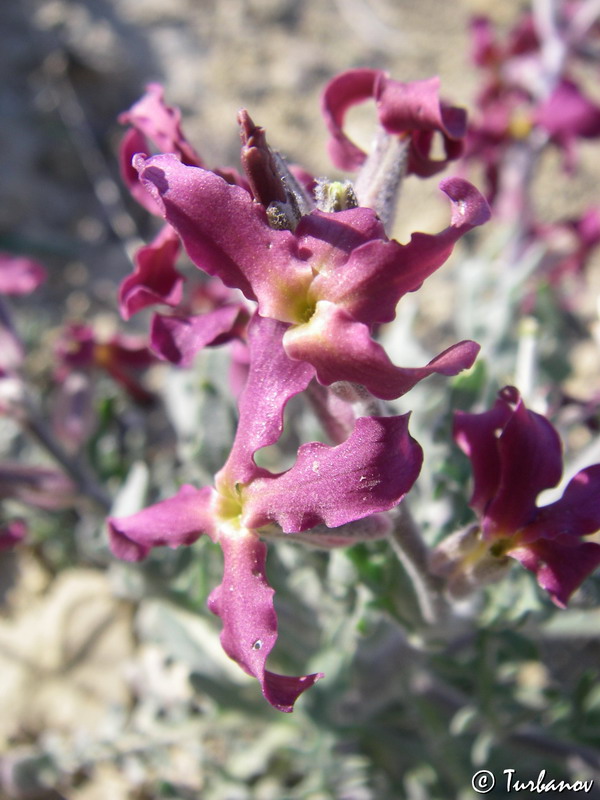 Image of Matthiola odoratissima specimen.