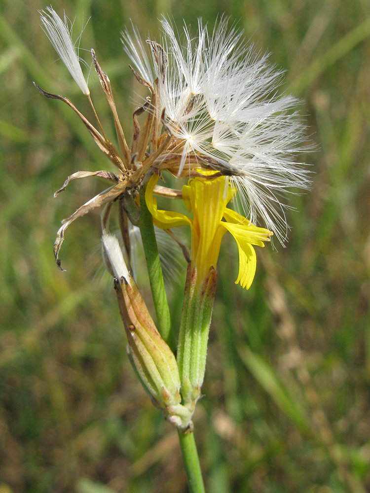 Image of Chondrilla juncea specimen.