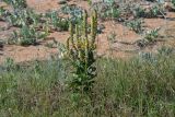 Verbascum ovalifolium