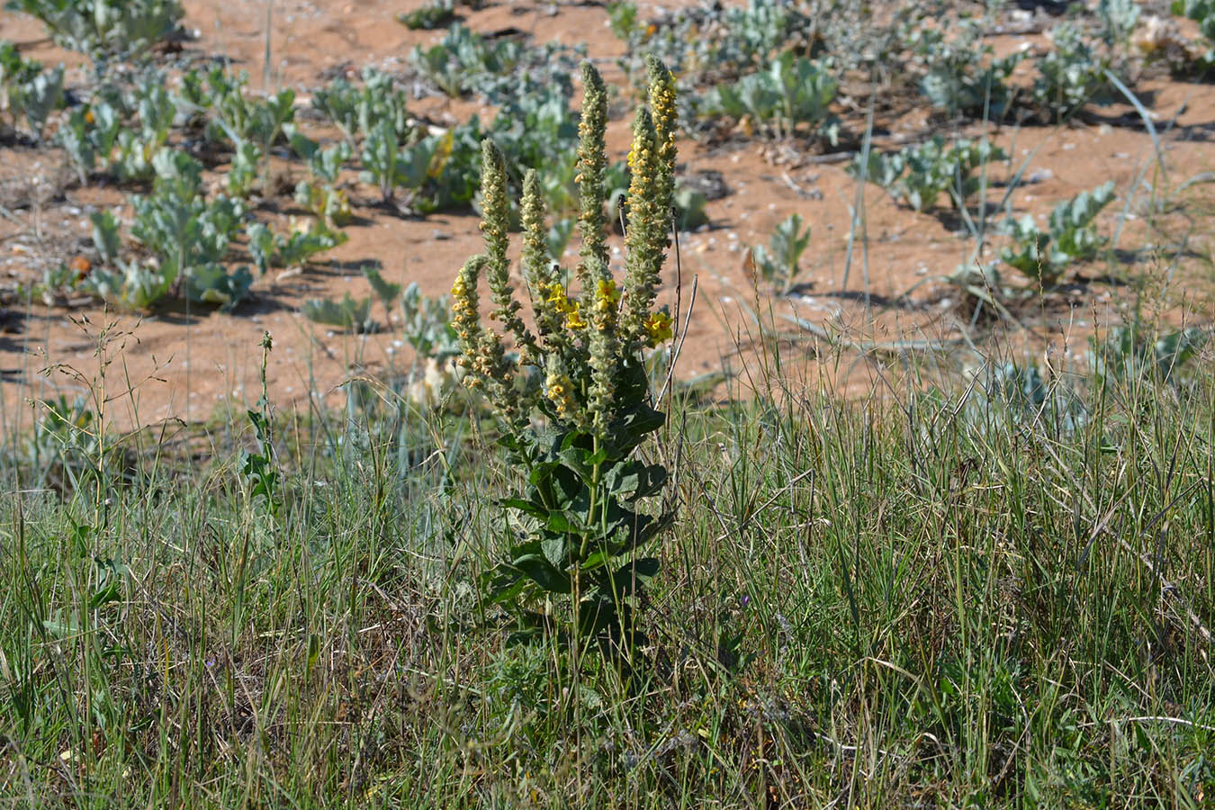 Изображение особи Verbascum ovalifolium.