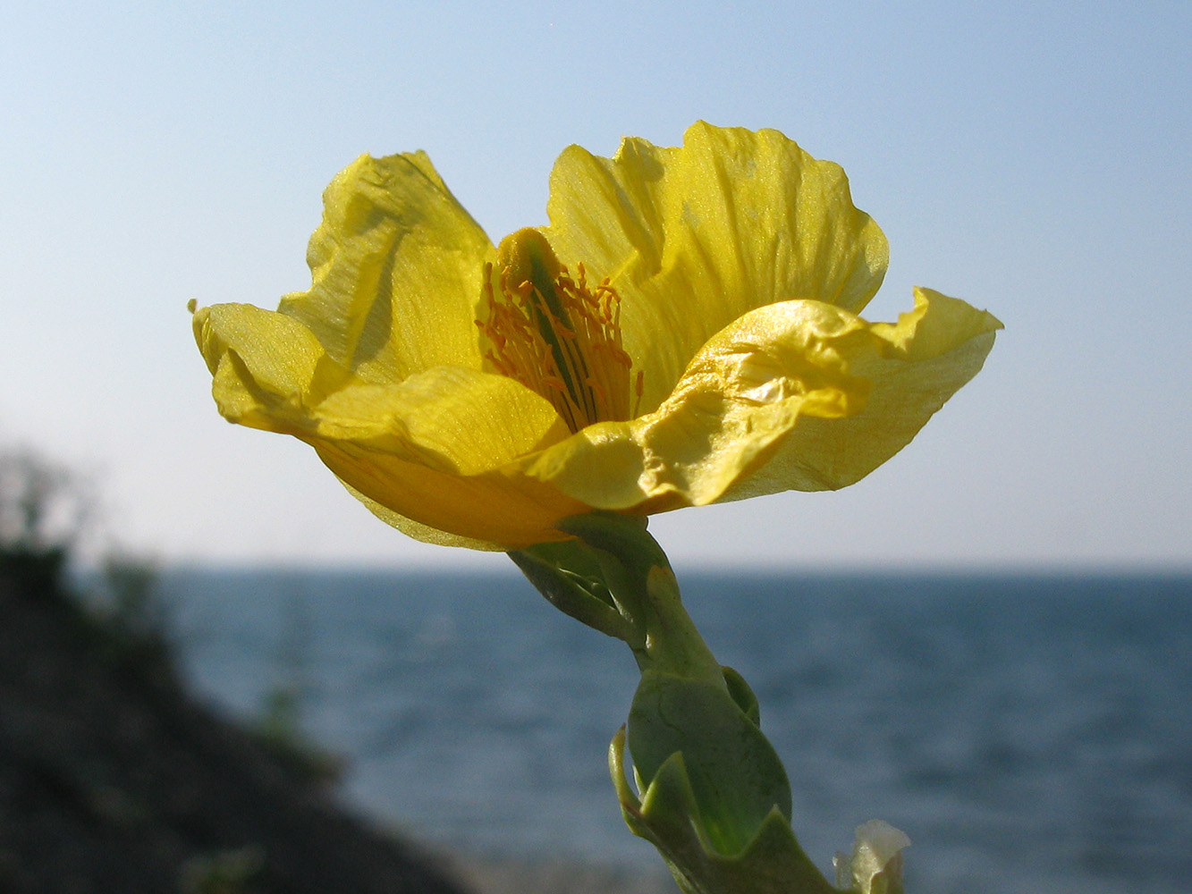 Изображение особи Glaucium flavum.