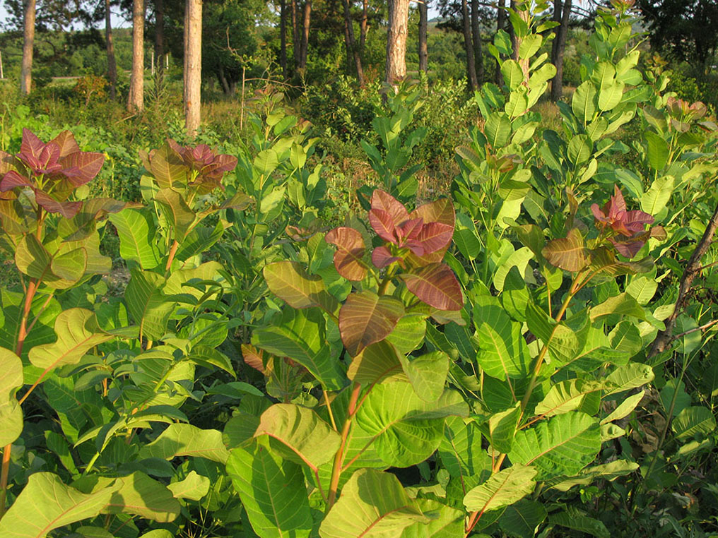 Изображение особи Cotinus coggygria.