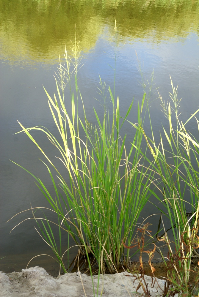 Изображение особи Zizania latifolia.