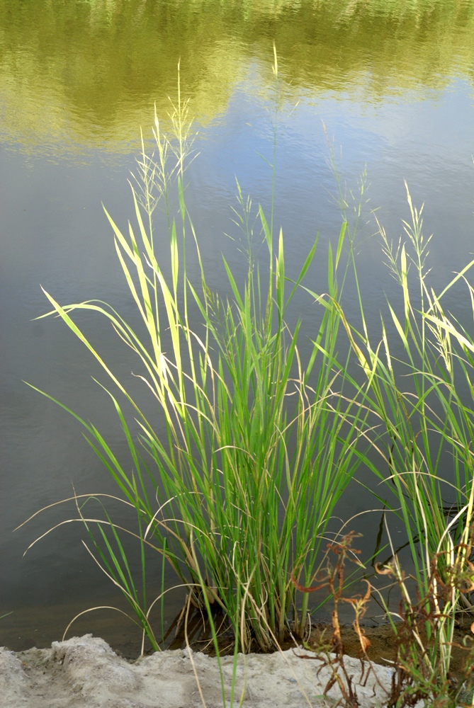 Image of Zizania latifolia specimen.