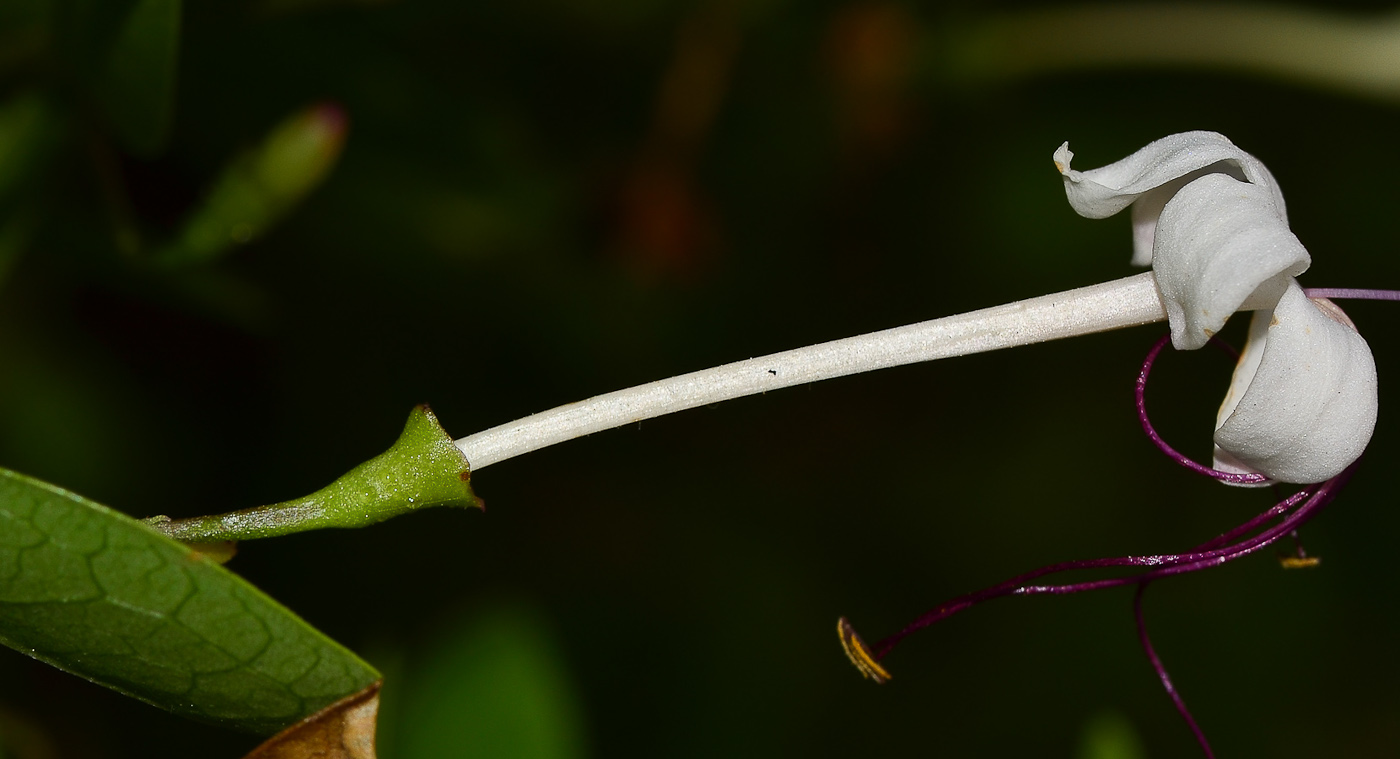 Изображение особи Clerodendrum inerme.