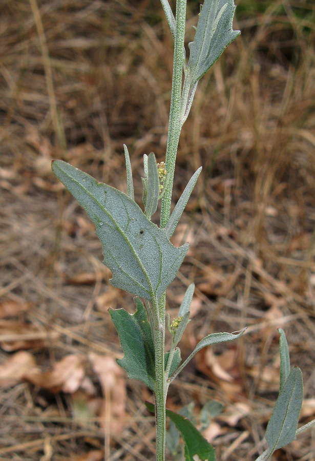 Image of Atriplex oblongifolia specimen.