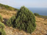 Juniperus excelsa. Молодое дерево. Краснодарский край, г. Новороссийск, ур. Широкая Балка, прибрежный склон горы, можжевеловое редколесье. 25.08.2013.