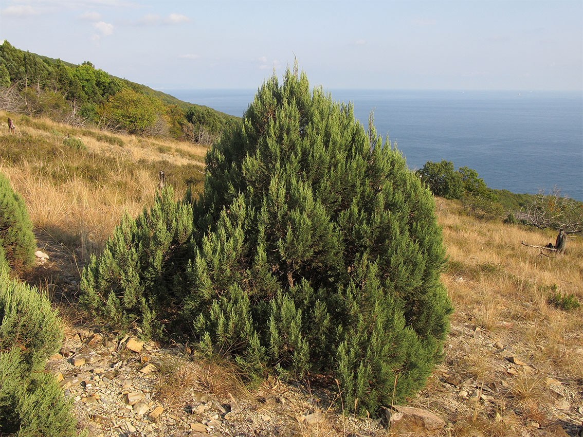 Image of Juniperus excelsa specimen.