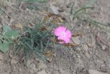 Dianthus kusnezovii