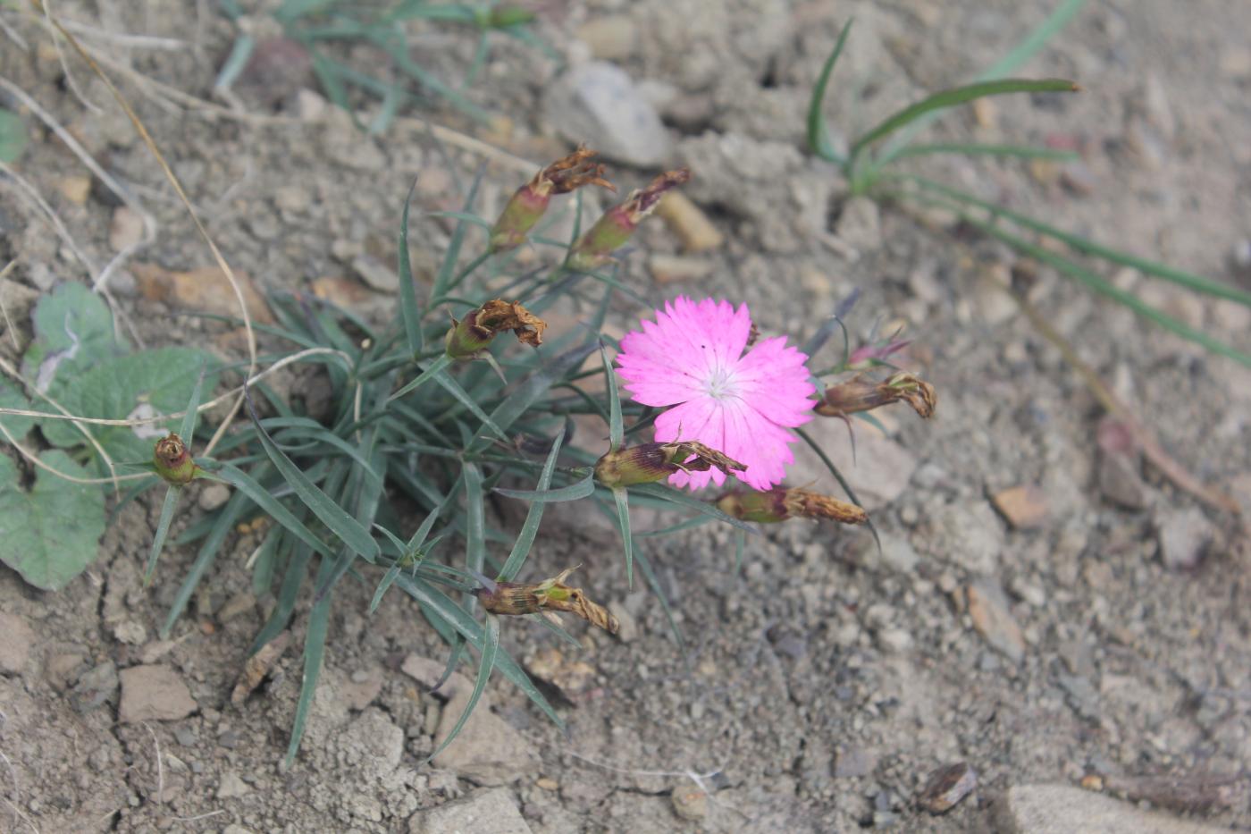 Image of Dianthus kusnezovii specimen.