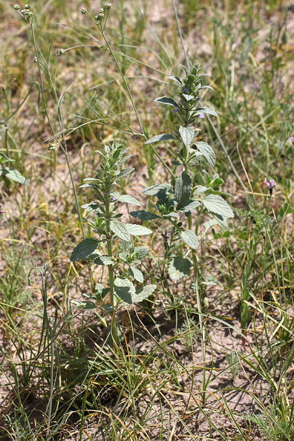 Image of Lallemantia royleana specimen.