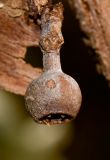 Image of taxon representative. Author is Татьяна Мальчинская