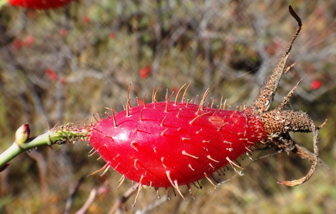 Изображение особи Rosa oplisthes.