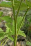 Rubus scenoreinus. Часть стебля. Крым, окр. г. Ялта, хвойный лес. 28 июня 2009 г.