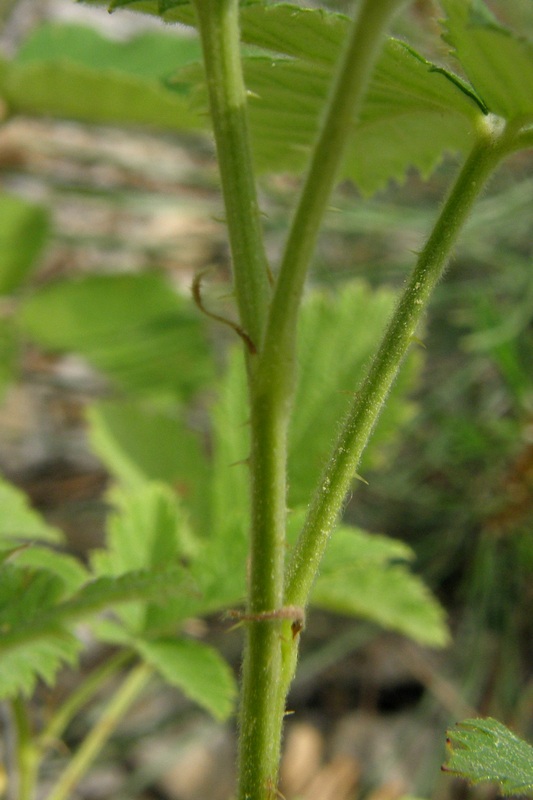 Изображение особи Rubus scenoreinus.