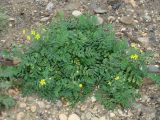 Potentilla bifurca. Цветущее растение. Иркутск, берег Ангары. 14.08.2012.