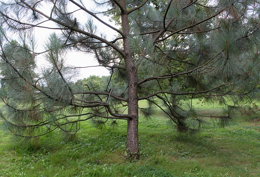 Изображение особи Pinus coulteri.