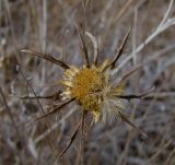 Carlina curetum