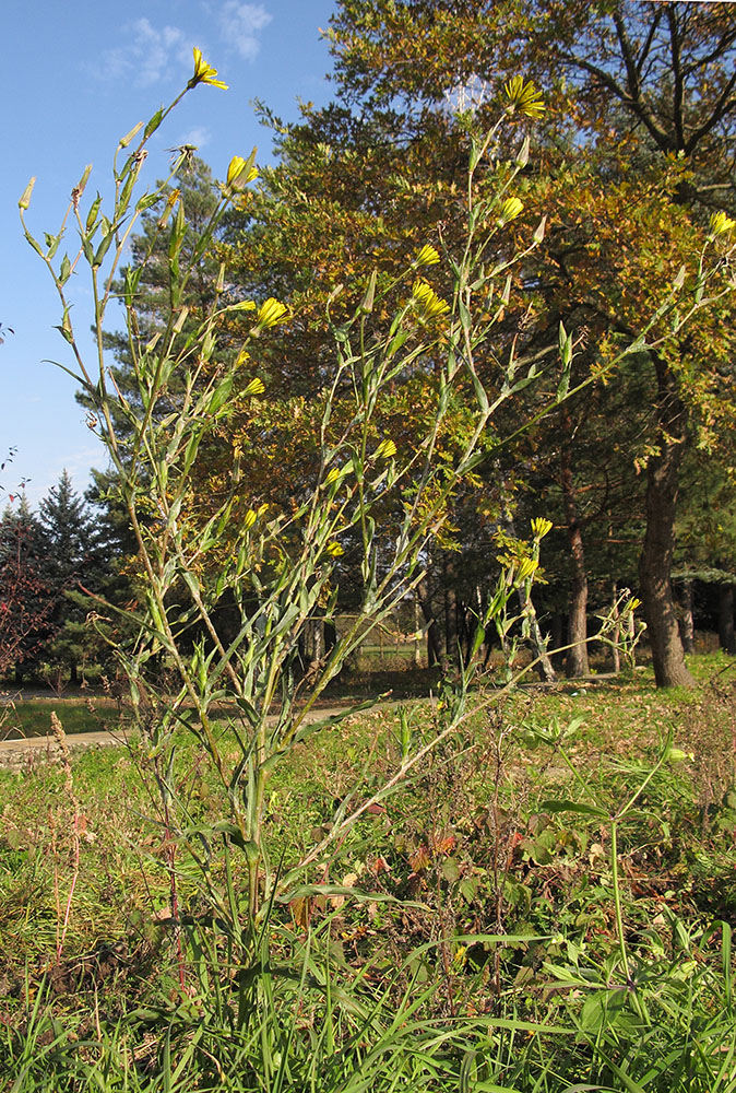 Image of Tragopogon brevirostris specimen.