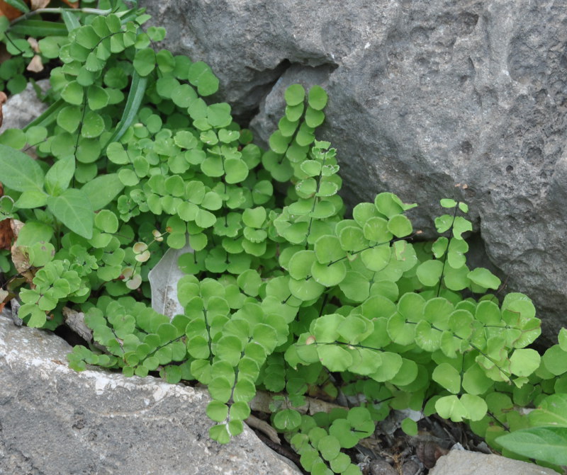 Изображение особи Adiantum balfourii.