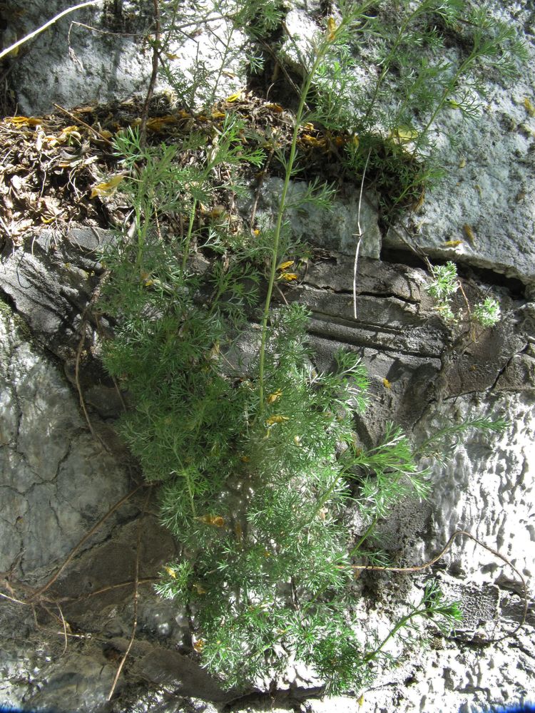Изображение особи Artemisia frigida.