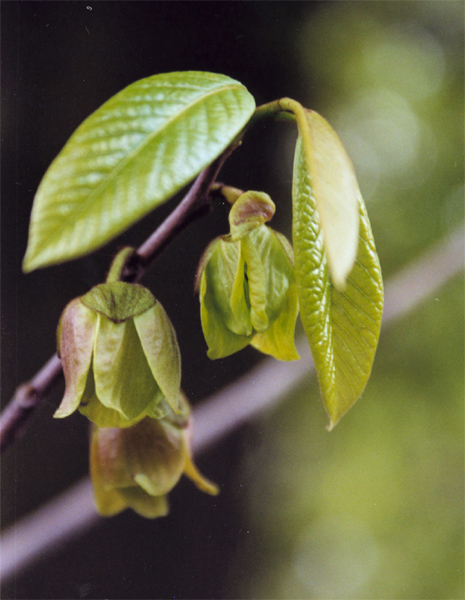 Image of Asimina triloba specimen.