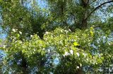 Populus nigra. Ветвь. Украина, Запорожский район, окрестности села Разумовка. 03.05.2013.