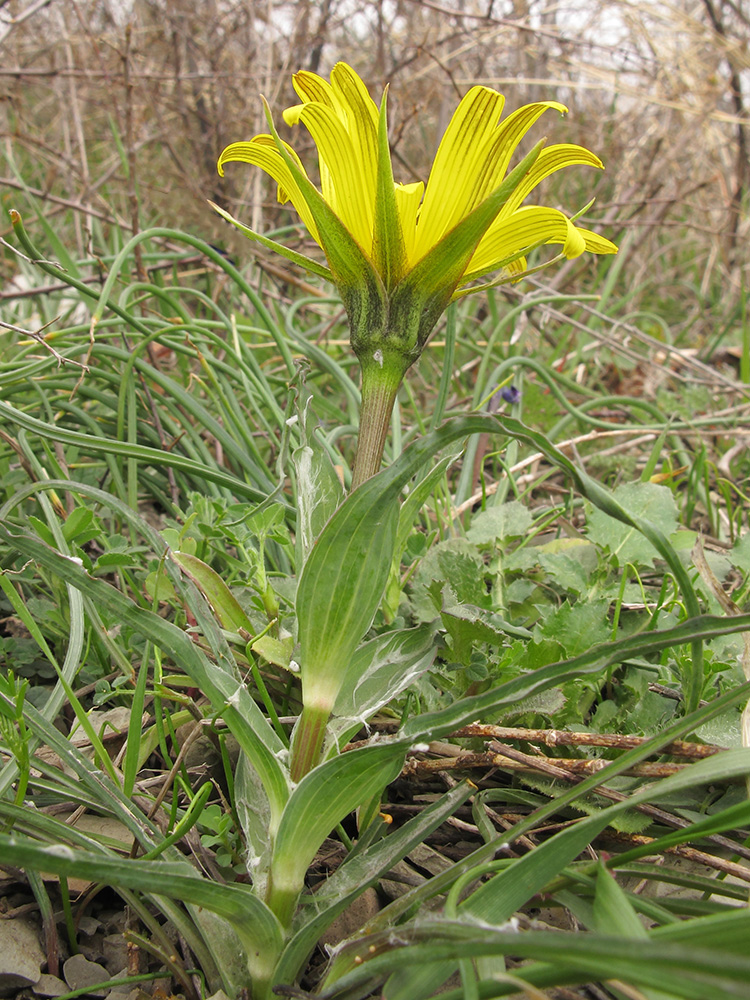 Изображение особи Tragopogon pusillus.