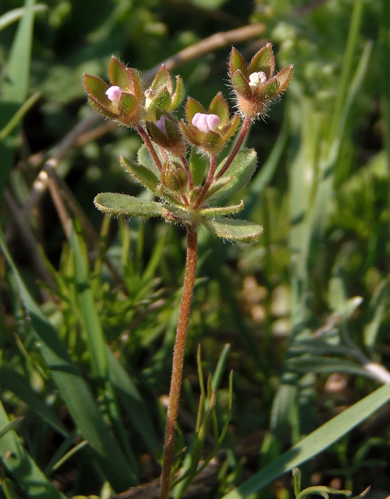 Image of Androsace maxima specimen.