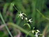 Vincetoxicum volubile