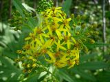 Senecio cannabifolius
