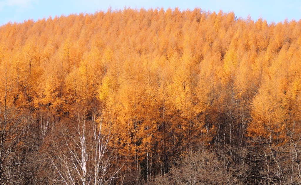 Image of Larix cajanderi specimen.