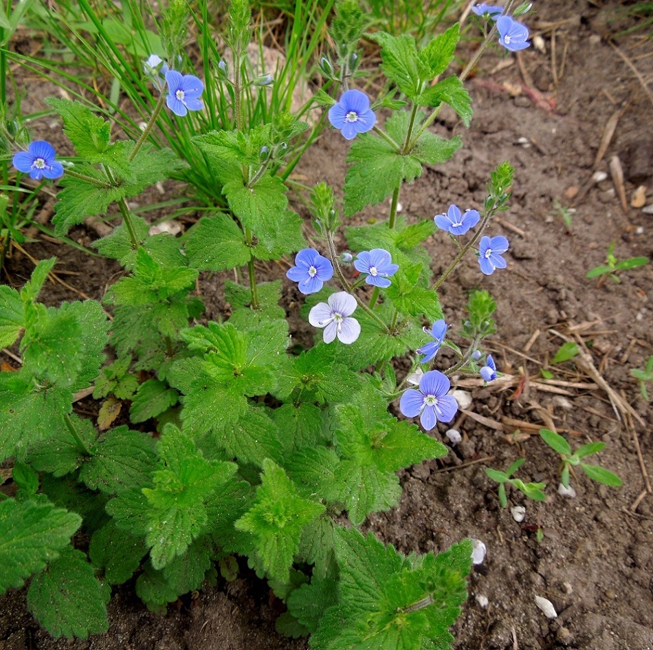 Image of Veronica chamaedrys specimen.