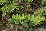 Polygonatum multiflorum. Отцветающие растения. Германия, г. Дюссельдорф, Ботанический сад университета. 04.05.2014.