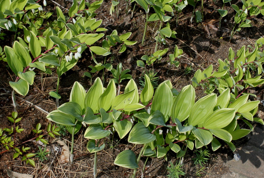 Изображение особи Polygonatum multiflorum.