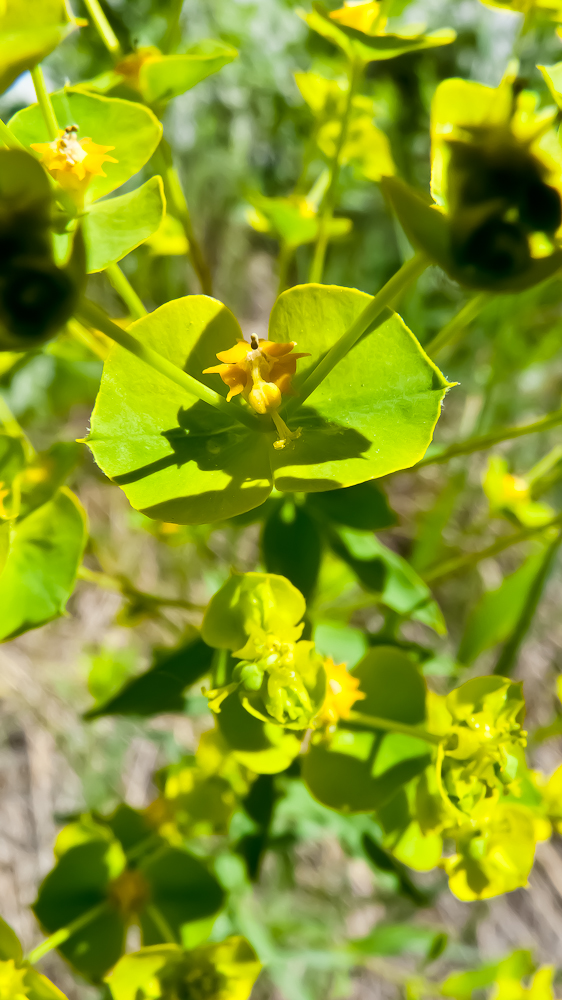 Изображение особи род Euphorbia.